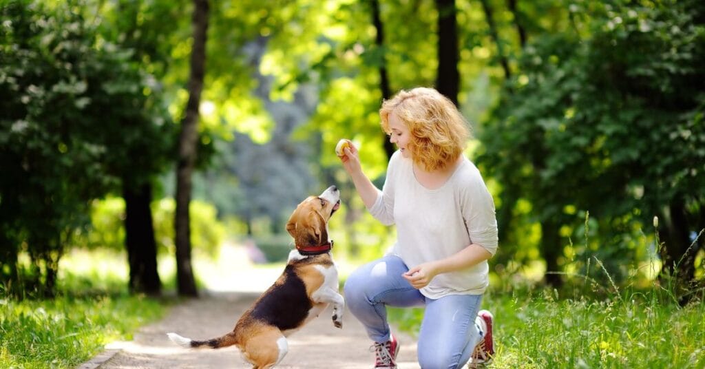 Pet Sitting and Dog Walking Services